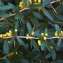 Berberis julianae